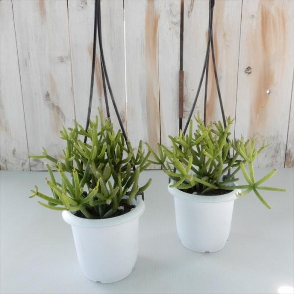 多肉植物 リプサリス ヘテロクラダ 3号鉢 吊り鉢 観葉植物 インテリア 現金特価