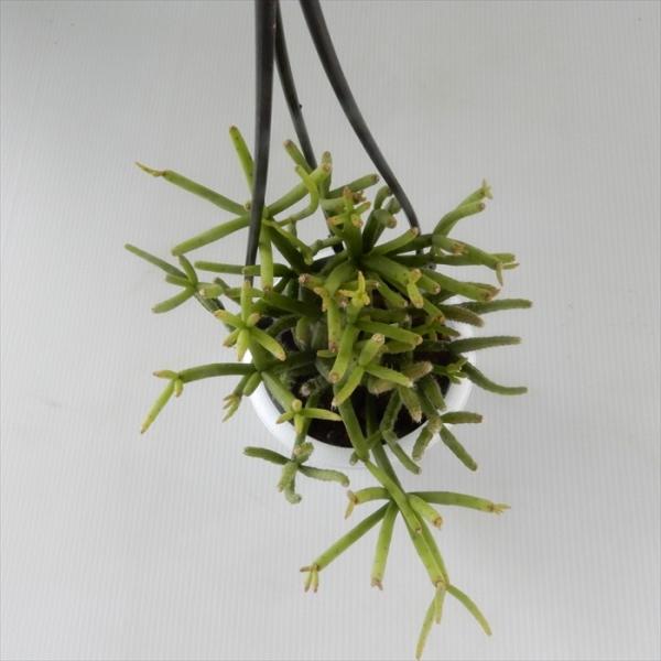 多肉植物 リプサリス ヘテロクラダ 3号鉢 吊り鉢 観葉植物 インテリア 現金特価