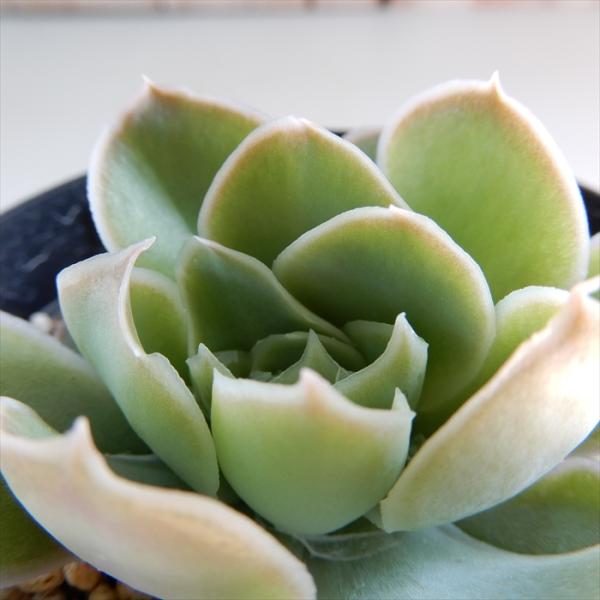 多肉植物 コロラータxバーバラ