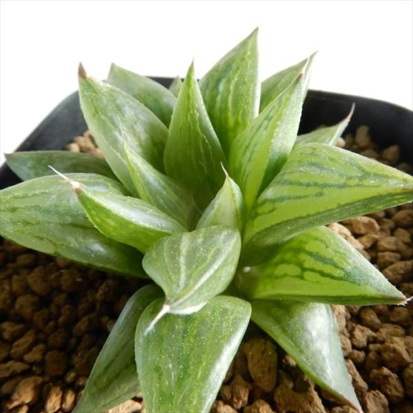 多肉植物 Niハオルチア 純白斑小型美種 氷砂糖 カクタスニシさん苗 ハオルチア 7 5cmポット