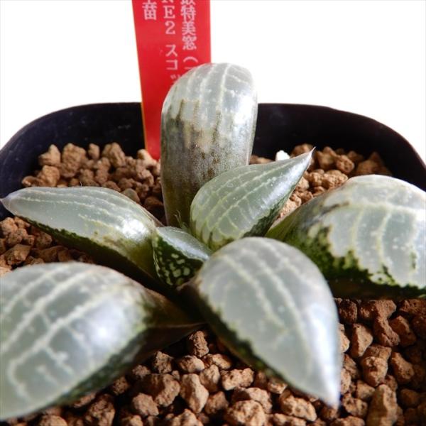多肉植物 Niハオルチア 縁取特美窓 公式ストア コレクタ実生特選 Ne2 実生苗 0326 26 ハオルチア カクタスニシさん苗 現品販売 7 5cmポット