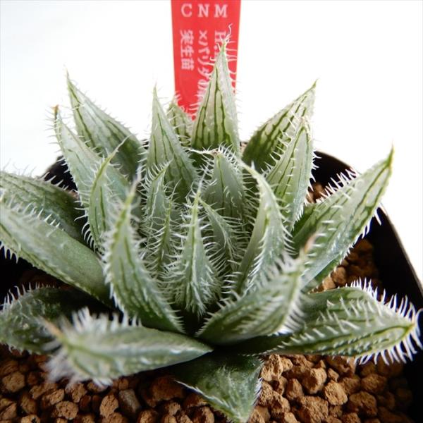 多肉植物 完全送料無料 Niハオルチア H Kemari N2 Jansenville パリダの妖精 ハオルチア ジャイアント 0326 3 カクタスニシさん苗 パリダ 森の妖精 実生苗