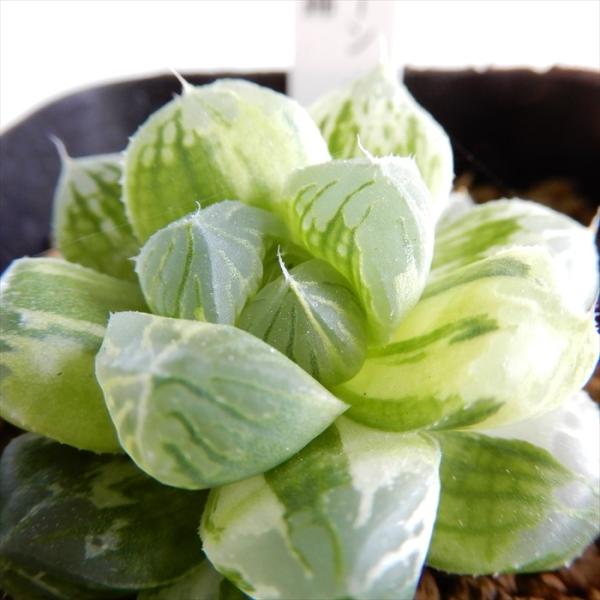 多肉植物 Niハオルチア 巨大グリーンオブツーサ マックス錦 多肉植物 カクタスニシさん苗 ハオルチア 0326