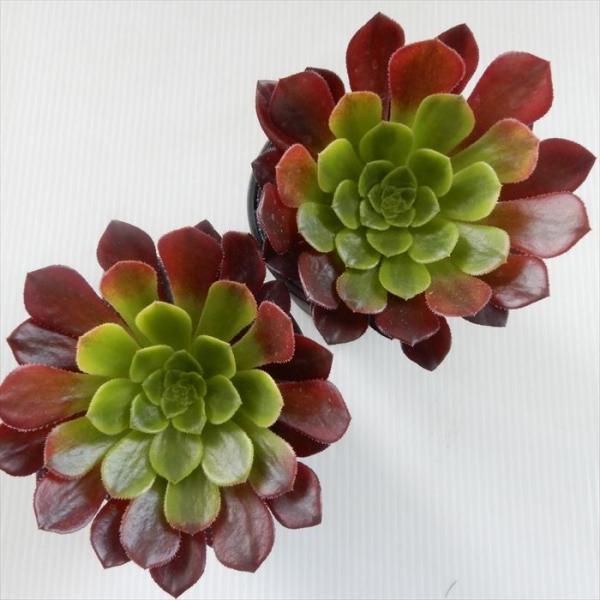 多肉植物 Hmアエオニウム お得なキャンペーンを実施中 フェスティバル 6cmポット アエオニウム