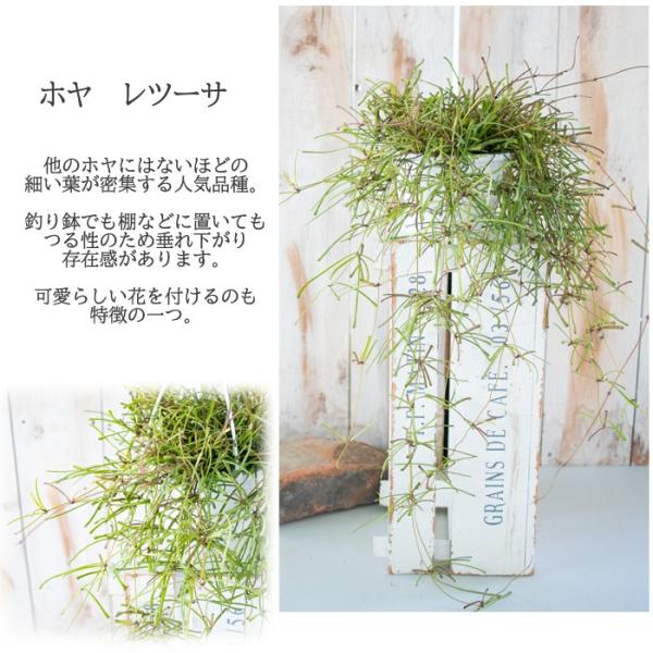 ホヤ レツーサ 4号鉢 まとめ買い特価 観葉植物 インテリア 吊り鉢