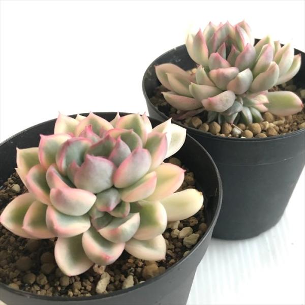 多肉植物 Swkエケベリア 人気ショップが最安値挑戦 メビナ錦 7 5cmポット エケベリア