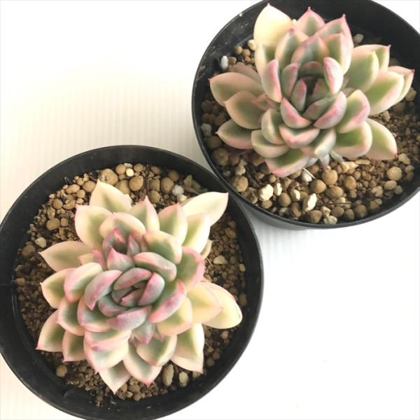 多肉植物 Swkエケベリア メビナ錦 引出物 エケベリア 7 5cmポット