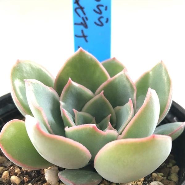 花うらら シャビアナペレグレナ 多肉植物 おらいさん苗 その他 Www Bloompsychologyservices Com