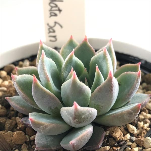 多肉植物 Yukエケベリア 青い渚 Cuspidata San バーゲンセール 6cmポット 優木園さんの苗 Roberto エケベリア