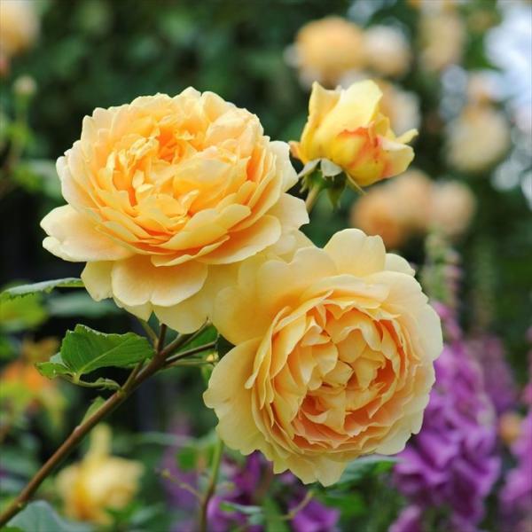 デビッドオースチンロージズ ゴールデンセレブレーション バラ苗 大株 7号鉢 開花見込株 イングリッシュローズ 授与