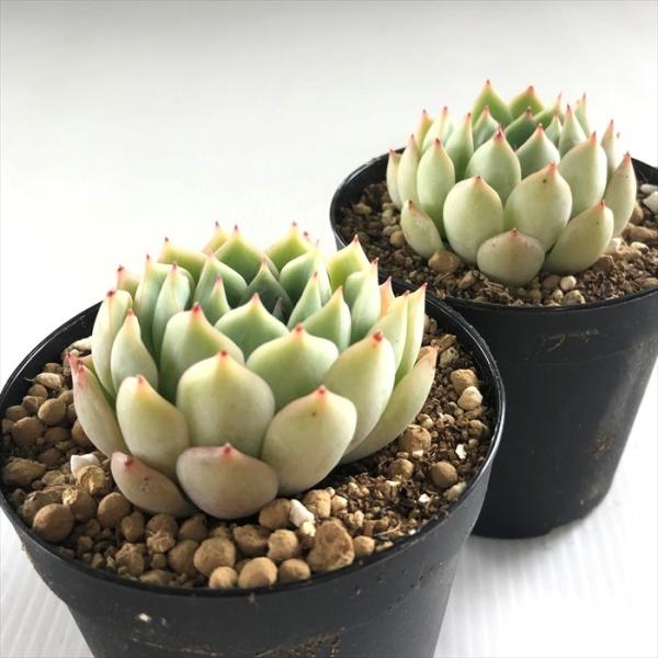 多肉植物 Swkエケベリア アイテム勢ぞろい コンパクツム 静夜 エケベリア 7 5cmポット 韓国苗