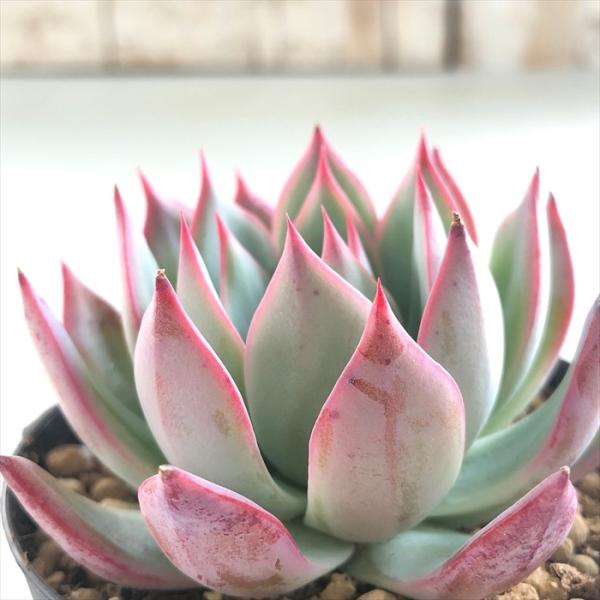 ボノボノ　臼田リンゼアナ✖️コロラータタパルパ ぼのぼのさん苗 コロラータタパルパ×臼田リンゼアナ