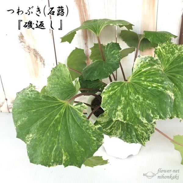 flower-net_z200518019