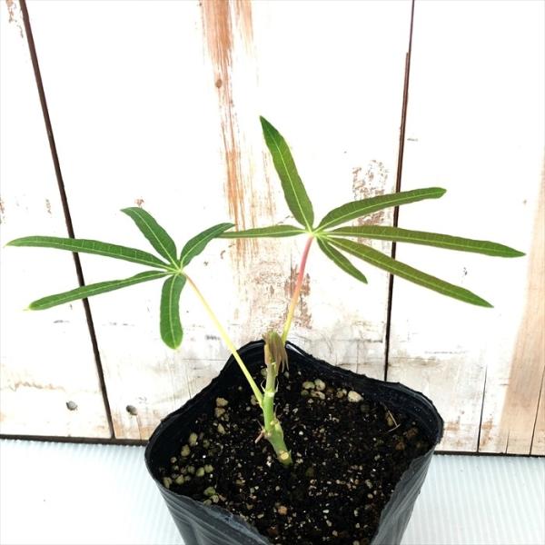 flower-net_z200522009