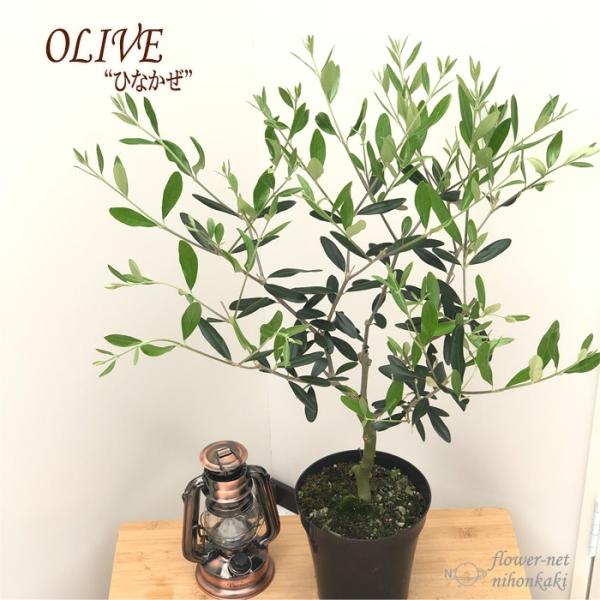 観葉植物 シンボルツリー オリーブの人気商品 通販 価格比較 価格 Com