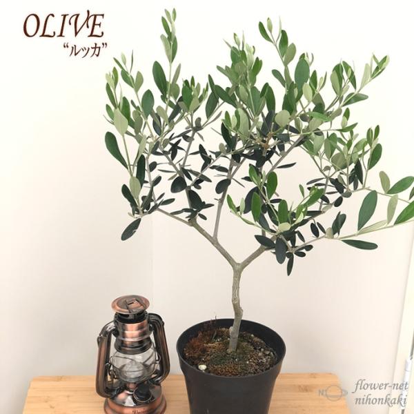 観葉植物 シンボルツリー オリーブの人気商品 通販 価格比較 価格 Com