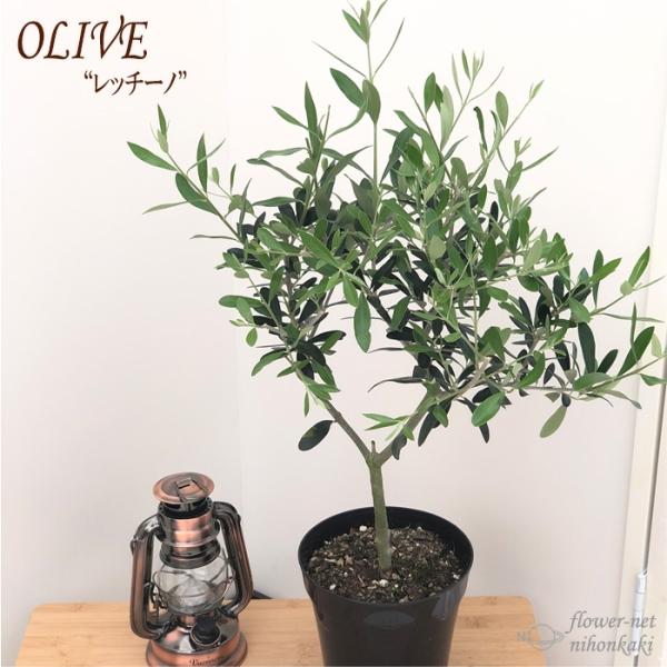 オリーブの木　レッチーノ 観葉植物 オリーブの木 10号 レッチーノ Eco Stone (エコ