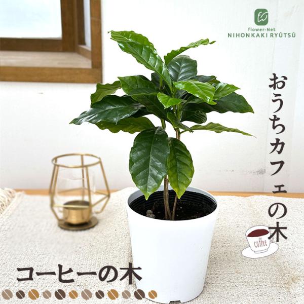 日本花キ流通 観葉植物 コーヒーの木 4号鉢 苗 コーヒー 観葉植物 小型