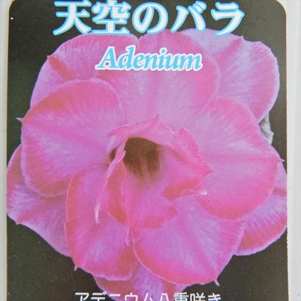 日本花キ流通 多肉植物 caコーデックス 八重咲きアデニウム オベスム