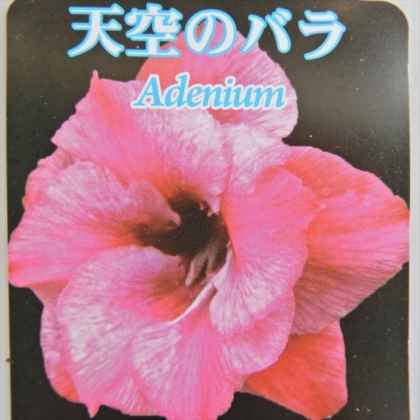 日本花キ流通 多肉植物 caコーデックス 八重咲きアデニウム オベスム
