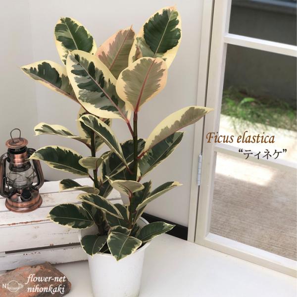 インテリア　観葉植物　フィカス　ティネケ　6号　60cm インテリア 観葉植物 フィカス ティネケ 6号 60cm
