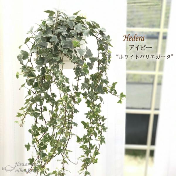 アイビー 白 観葉植物の人気商品 通販 価格比較 価格 Com