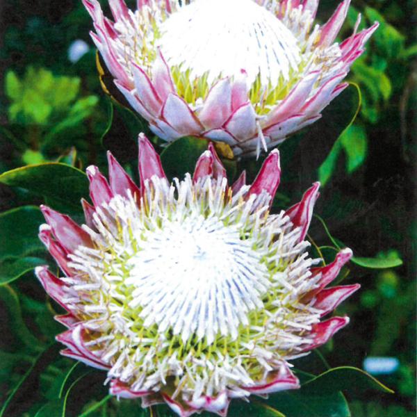 LOveA ViCfX 9cm|bg I[W[vc c Ԗ