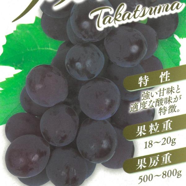 ぶどう 【2025年 早期受付】 瀬戸ジャイアンツ 1房 約500g