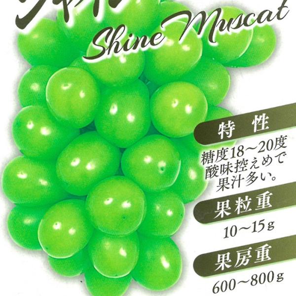 予約販売 ぶどう 苗 シャインマスカット 10.5cmポット 葡萄 ブドウ 果樹苗 wat 6月上旬以降発送