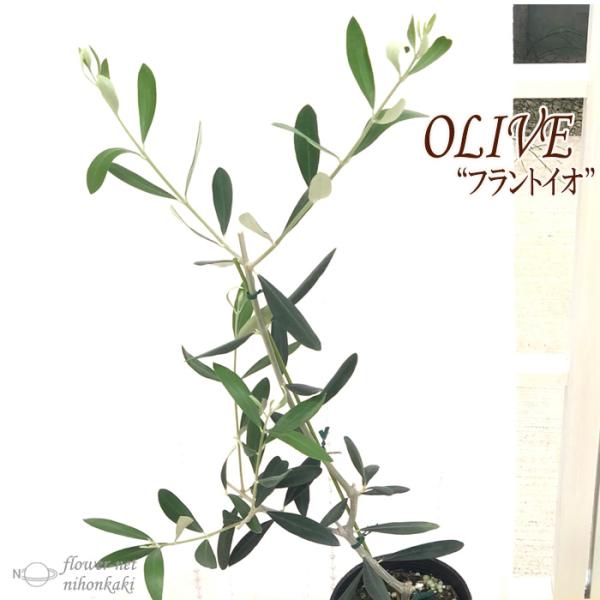 観葉植物 オリーブの木の人気商品 通販 価格比較 価格 Com