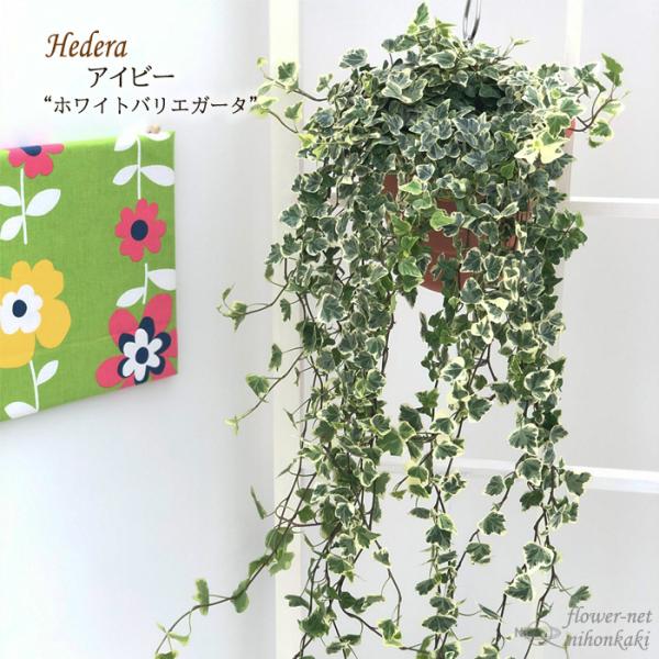 アイビー 鉢 おしゃれの人気商品 通販 価格比較 価格 Com