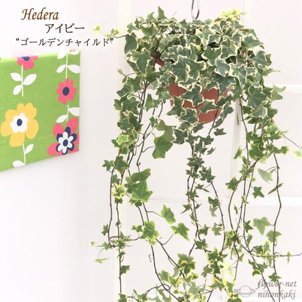 アイビー 鉢 おしゃれの人気商品 通販 価格比較 価格 Com