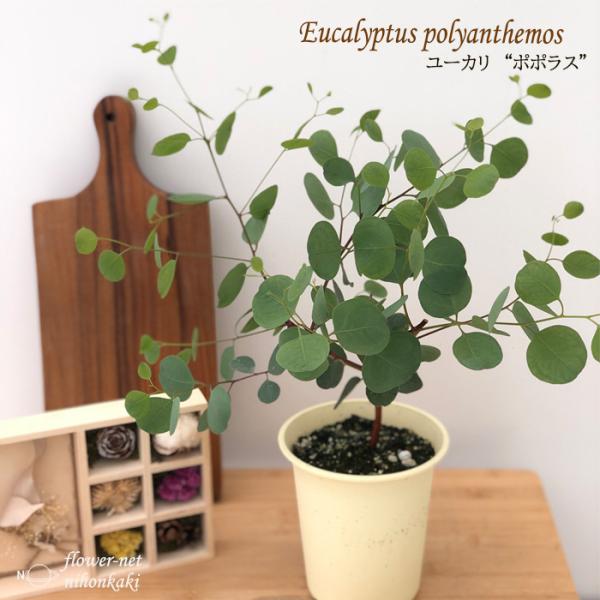 ユーカリさま　3苗 flower-net_z200619201