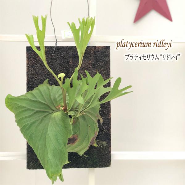 コウモリラン リドレイ プラティセリウム ビカクシダ 現品販売0623 04 観葉植物 おしゃれ インテリア Z フラワーネット日本花キ流通 通販 Yahoo ショッピング