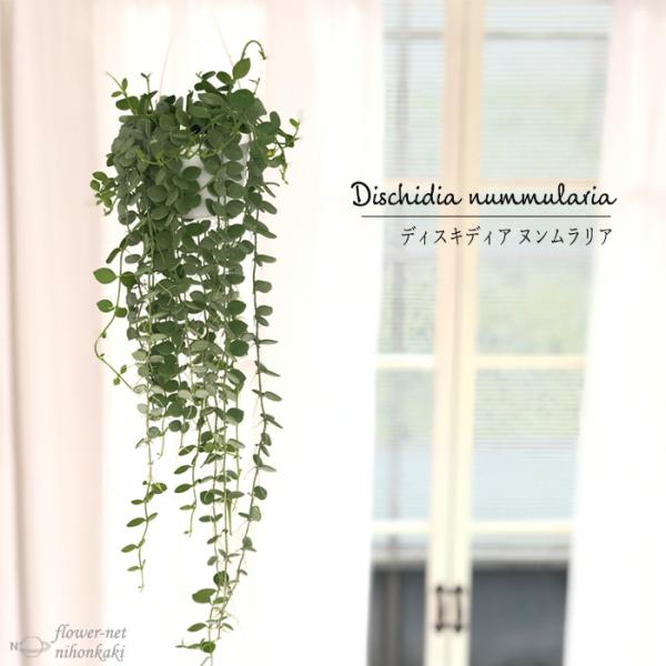 日本花キ流通 観葉植物 ディスキディア ヌンムラリア 2.5号 吊り鉢