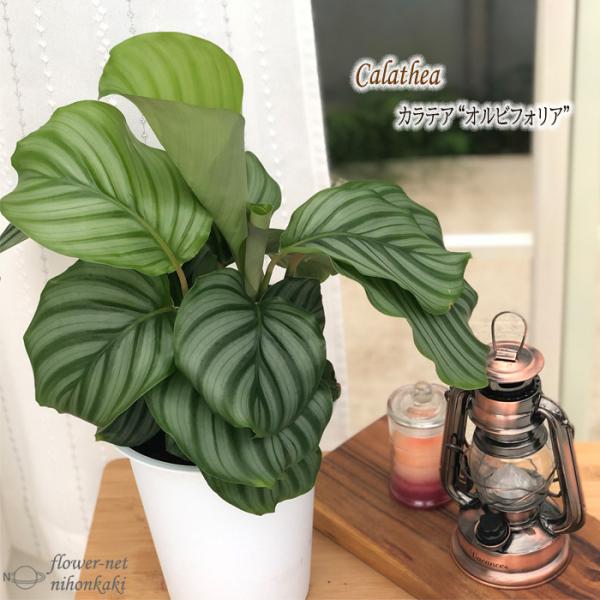 観葉植物 おしゃれ みんな探してる人気モノ 観葉植物 おしゃれ 靴