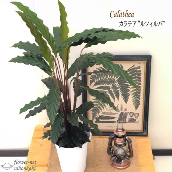 日本花キ流通 観葉植物 カラテア ルフィバルバ 6号鉢 送料無料 観葉