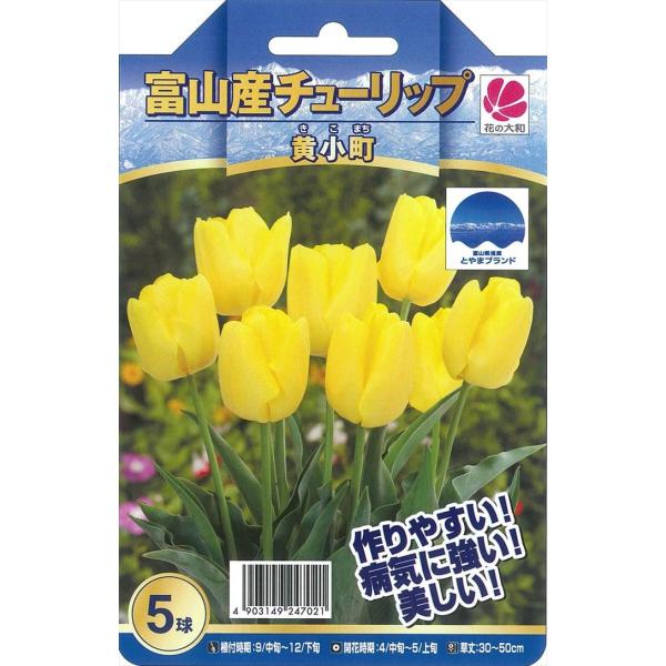 9 30より発送 チューリップ球根の価格と最安値 おすすめ通販を激安で