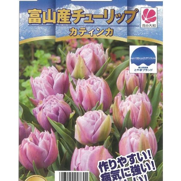 球根 チューリップの人気商品 通販 価格比較 価格 Com