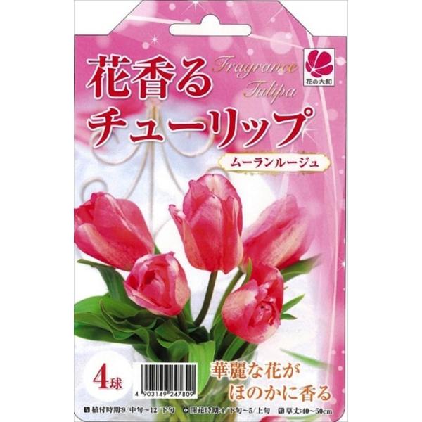 球根 チューリップの人気商品 通販 価格比較 価格 Com