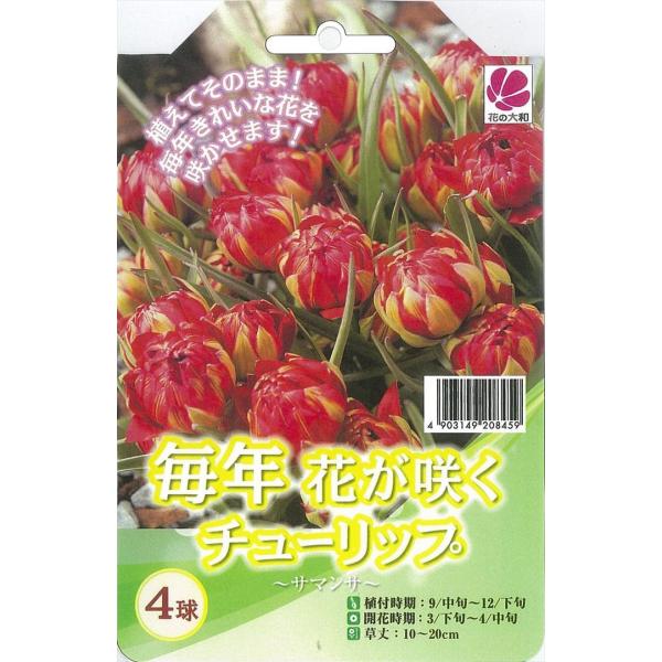 球根 チューリップの人気商品 通販 価格比較 価格 Com