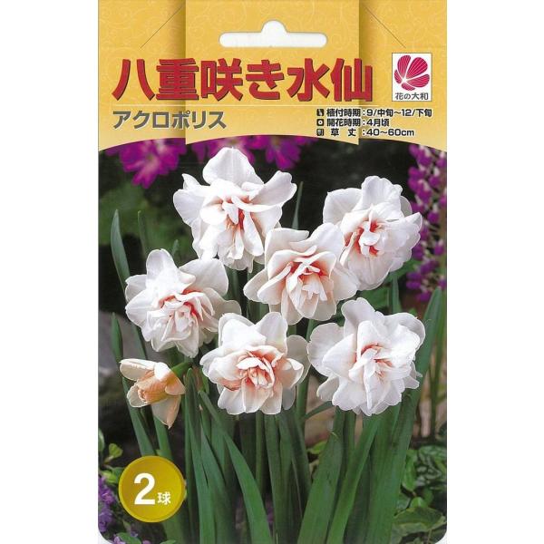 花の大和 球根 水仙 八重咲き アクロポリス 2球 hyk : フラワーネット