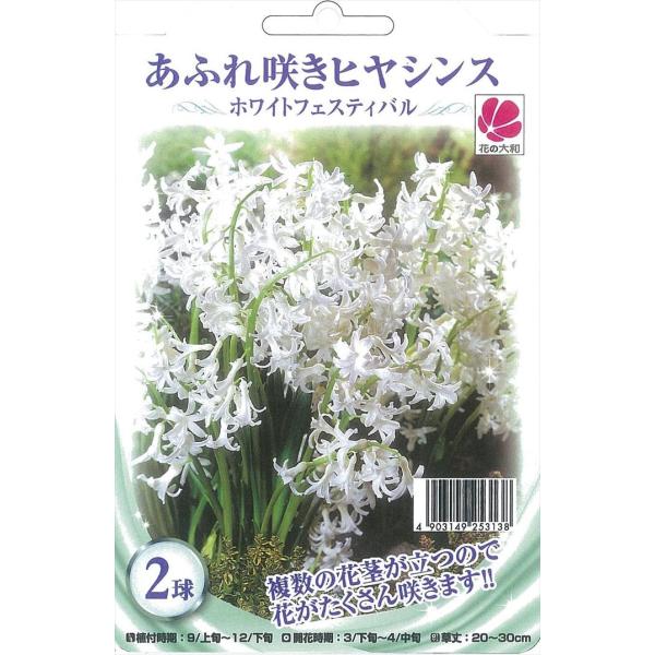 予約販売 花の大和 球根 あふれ咲きヒヤシンス ホワイトフェスティバル 2球 10月中旬以降発送 :z200704009:フラワーネット日本花キ流通 通販 予約販売 花の大和 球根 秋植え球根バラエティ シラーシベリカ混合 10球 10月中旬以降発送