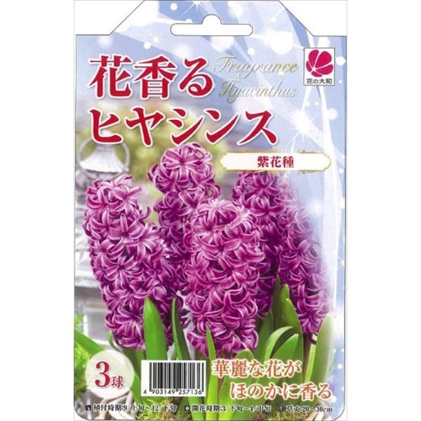 花の大和 球根 花香るヒヤシンス 紫花種 3球 hyk : フラワー