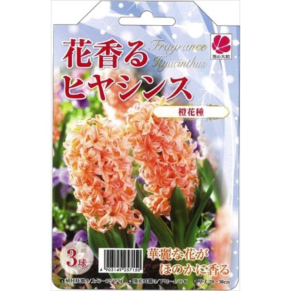 球根 ヒヤシンス 球根の人気商品 通販 価格比較 価格 Com
