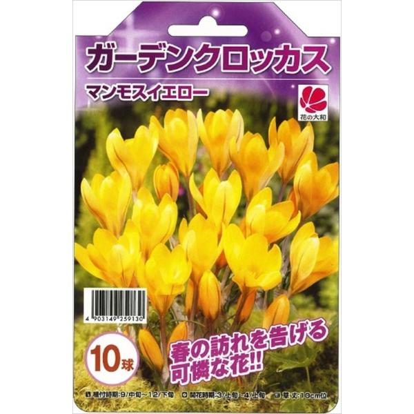 球根 クロッカスの人気商品 通販 価格比較 価格 Com