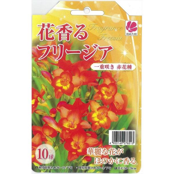 球根 フリージアの人気商品 通販 価格比較 価格 Com
