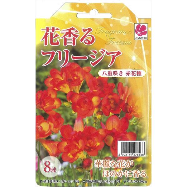 球根 フリージアの人気商品 通販 価格比較 価格 Com