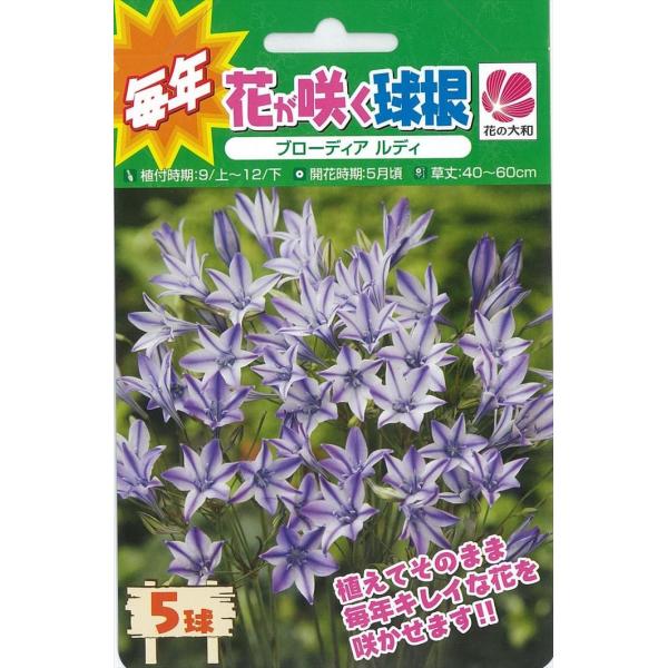 予約販売 花の大和 球根 きゅうこん 毎年花が咲く球根 ブローディア ルディ 5球 10月中旬以降発送 Z フラワーネット日本花キ流通 通販 Yahoo ショッピング