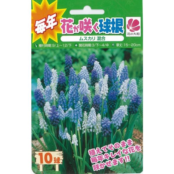 予約販売 花の大和 球根 毎年花が咲く球根 ムスカリ混合 10球 hyk 10月